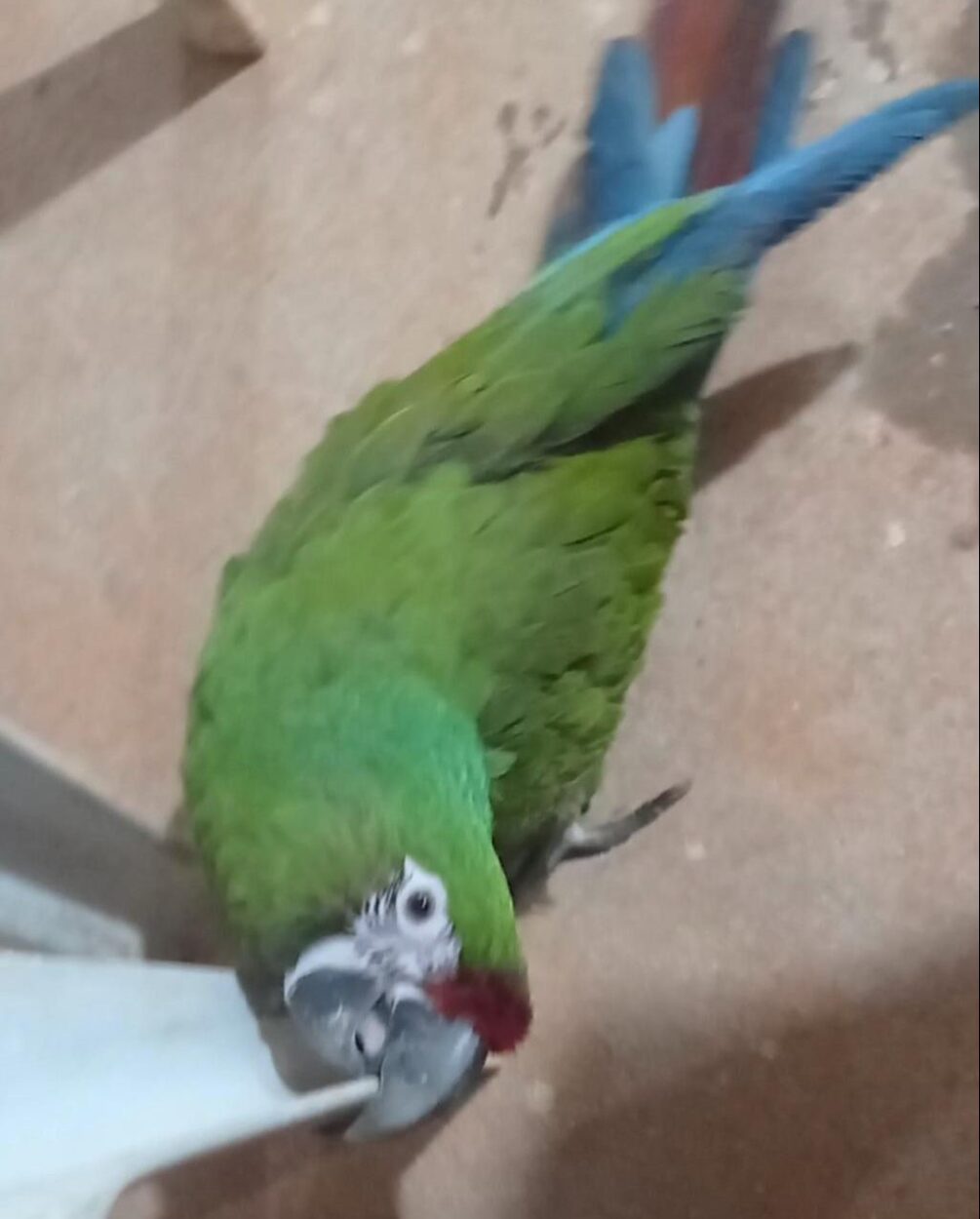 Asker Ara Macaws Papağanı