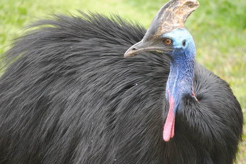 Cassowary Kuşu