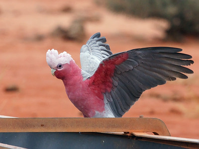 Galah Kakadu