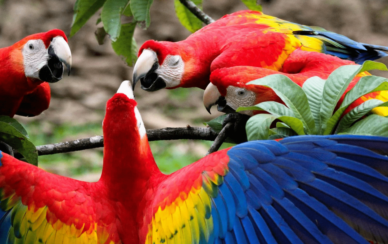 Hahn Ara macaws Papağanı​