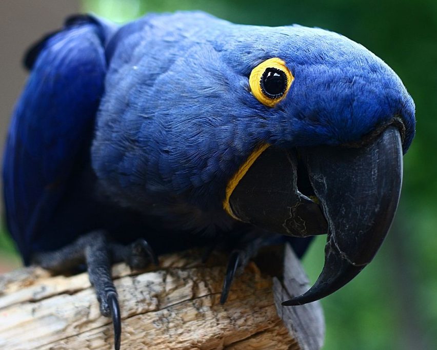 Hyacınth Ara Macaws Papağanı