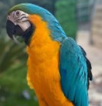 Mavi Başlı Ara Macaws Papağanı