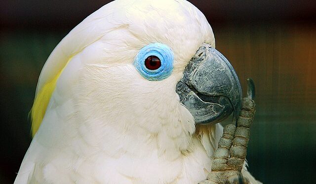 Mavi gözlü kakadu