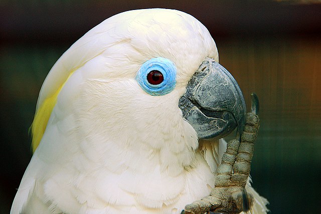 Mavi gözlü kakadu