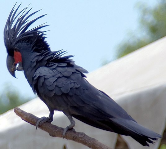 Palmiye kakadu