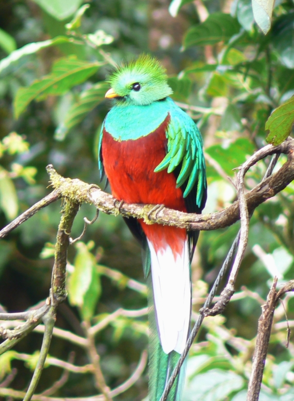 Quetzal Kuşu