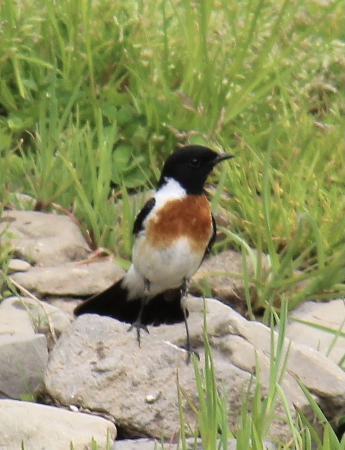 Sibirya Taş kuşu