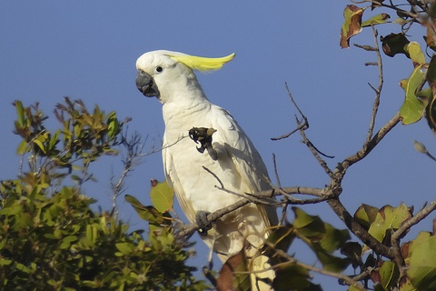 Sülfür Kakadu