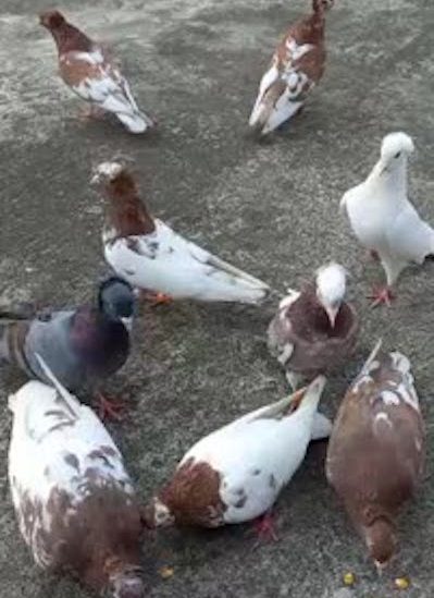 Trabzon Güvercinleri