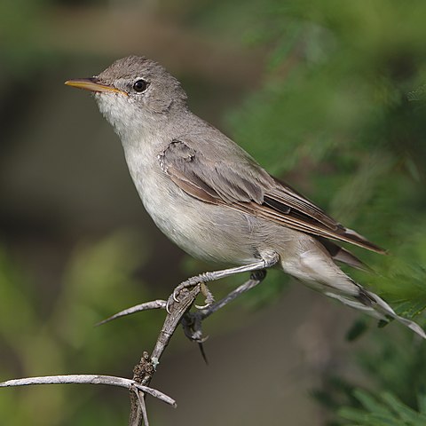 Zeytin Mukalliti