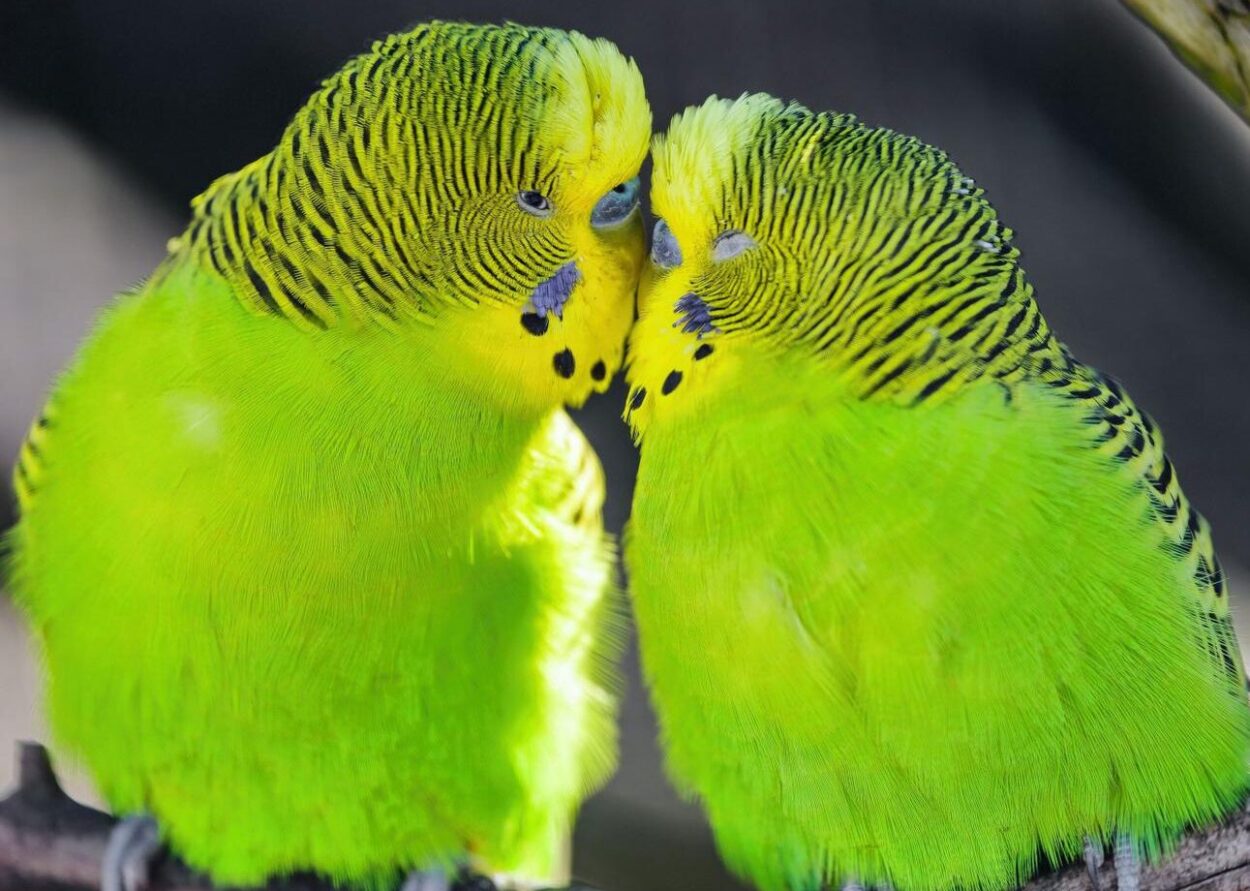 Açık Yeşil Muhabbet Kuşları​