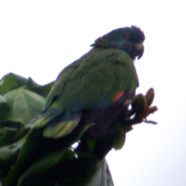 Saint Lucia amazon papağanı 