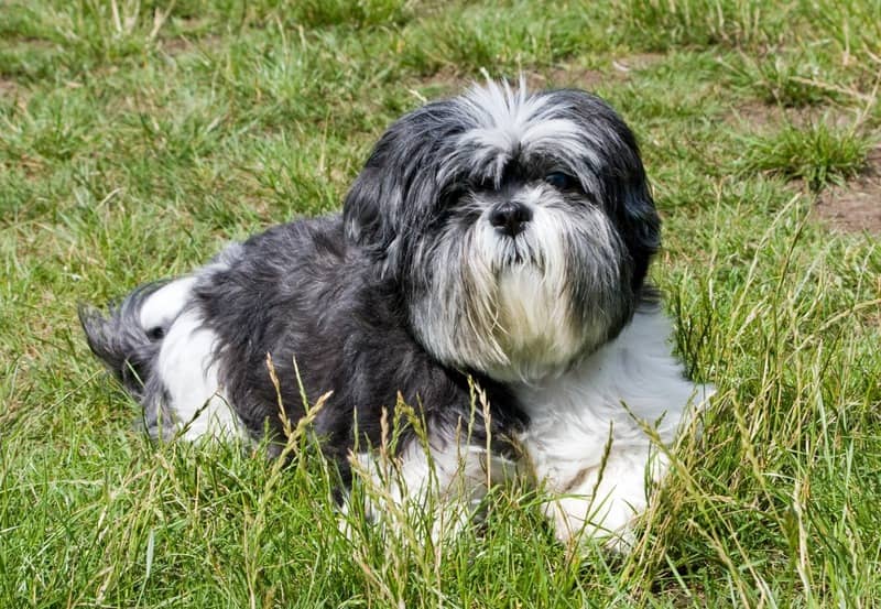 Affenpinschers Köpeği