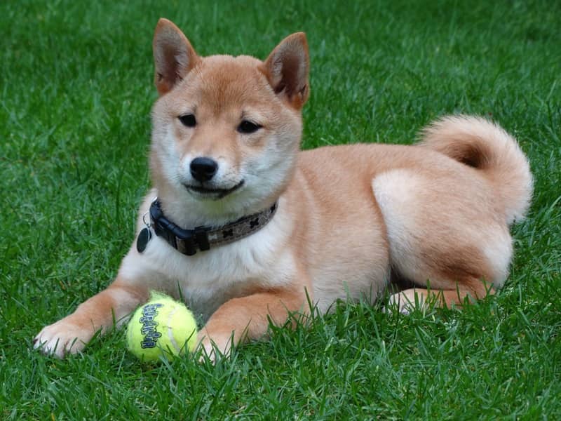 Akita Inu