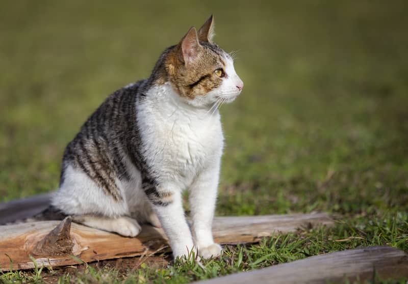 Amerikan Wirehair Kedisi