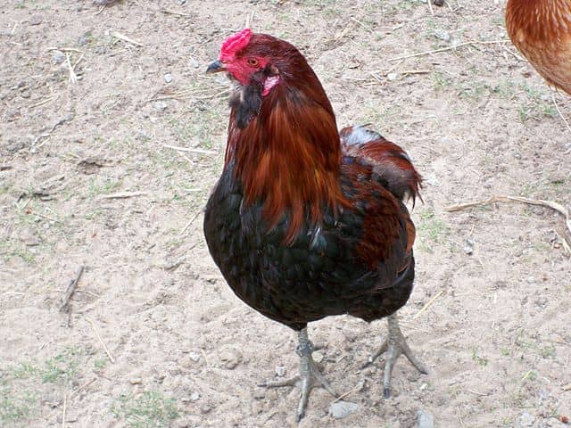 Araucana tavuğu​