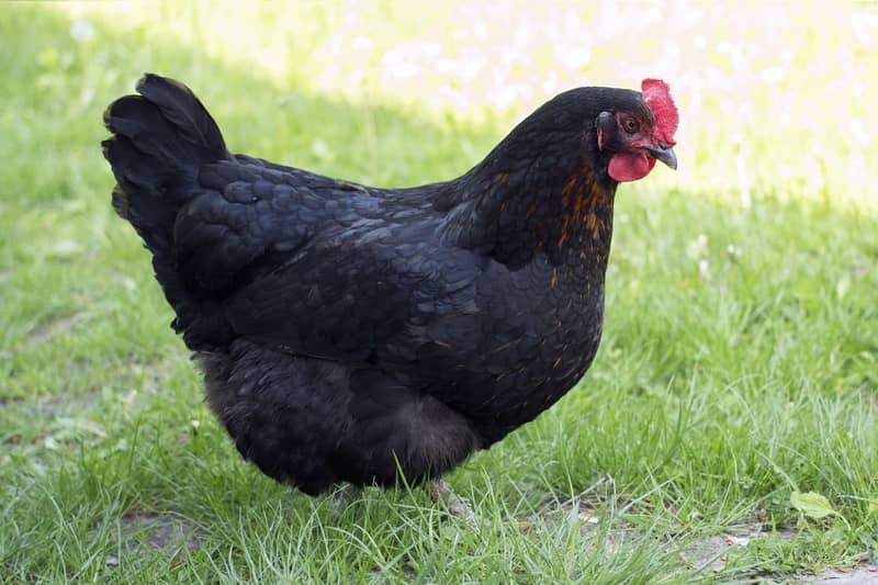 Australorp Tavuğu