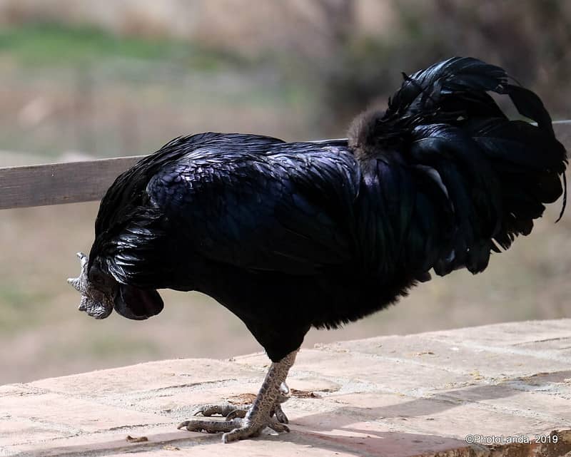 Ayam cemani tavuğu​