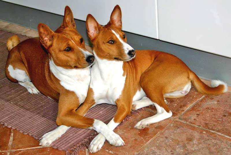 Basenji