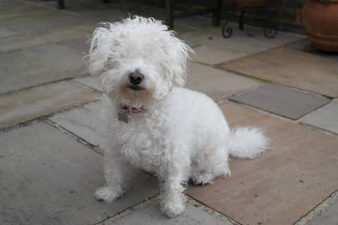 Bichon Frise