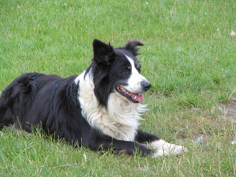 Border Collie