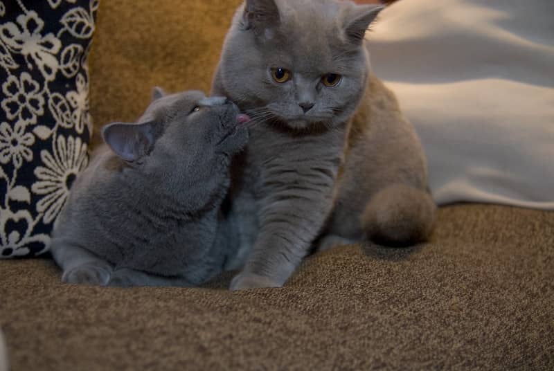 British Shorthair