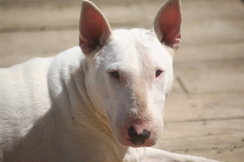 Bull Terrier