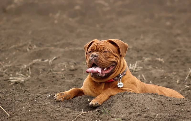 Bullmastiff