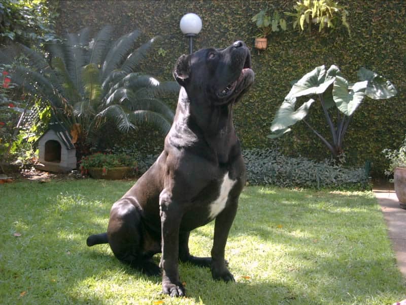 Cane Corso Italiano