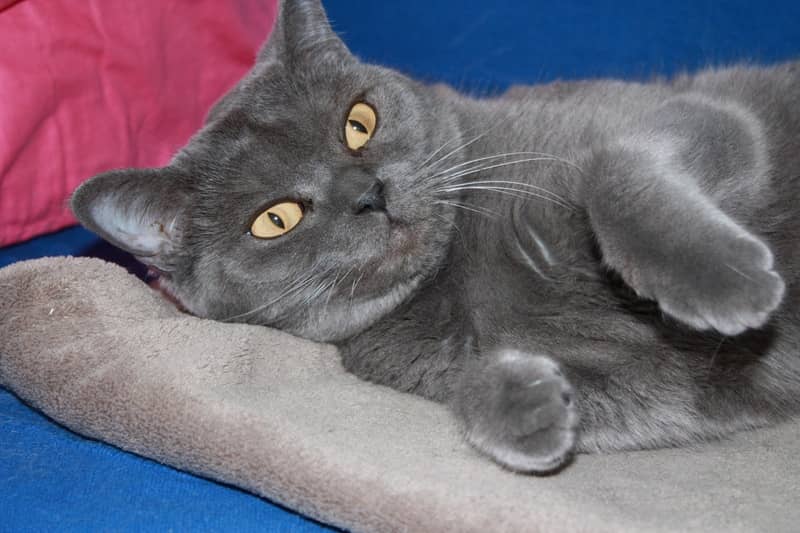 Chartreux kedisi