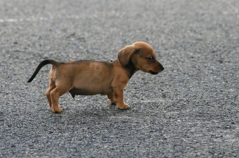 Dachshund köpeği