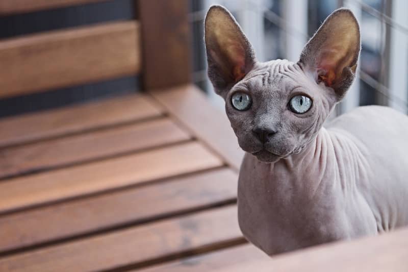 Devon Rex Kedisi