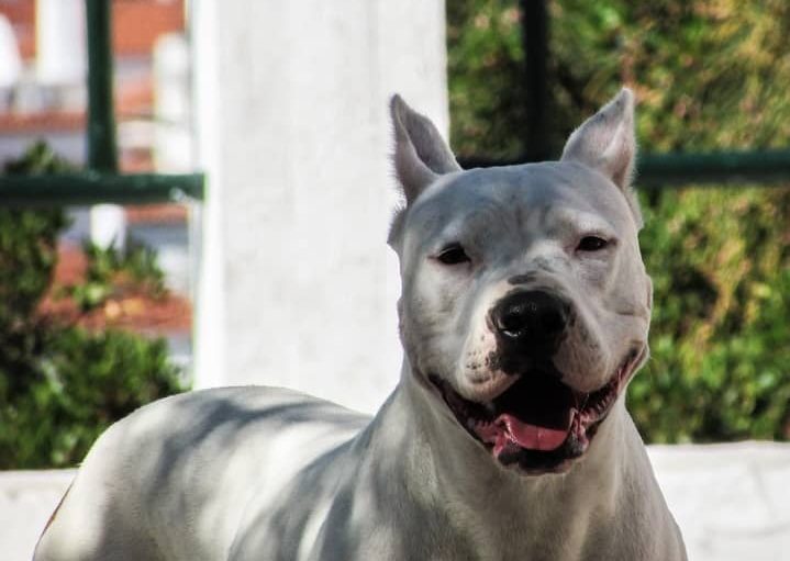 Dogo Argentino