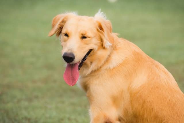 Golden Retriever