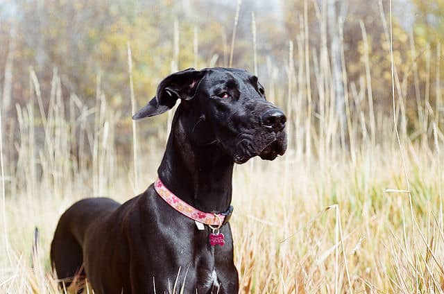 Great Dane