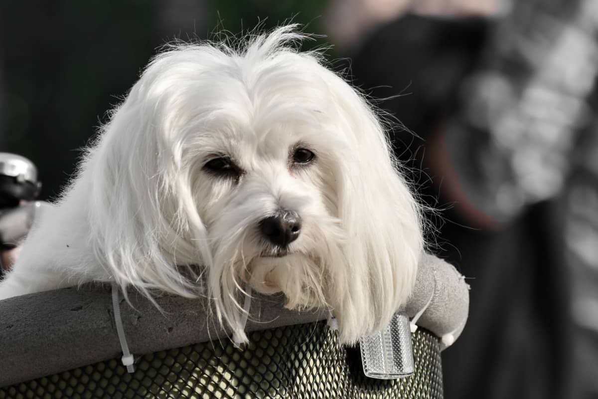 Havanese Köpeği