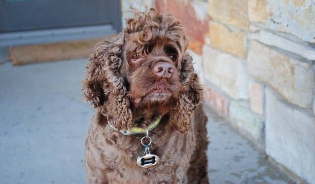 İngiliz Cocker Spaniel