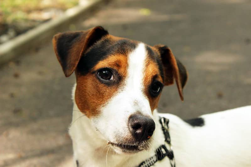 Jack Russell Terrier