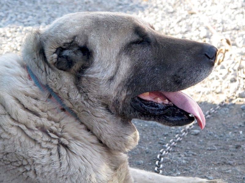 Kangal