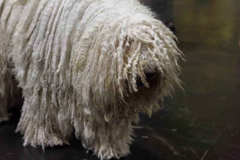 Komondor