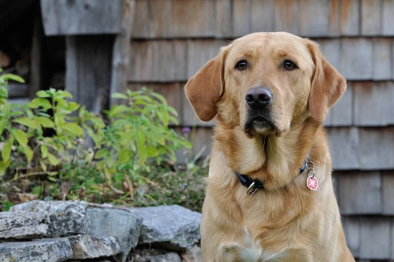 Labrador Retriever