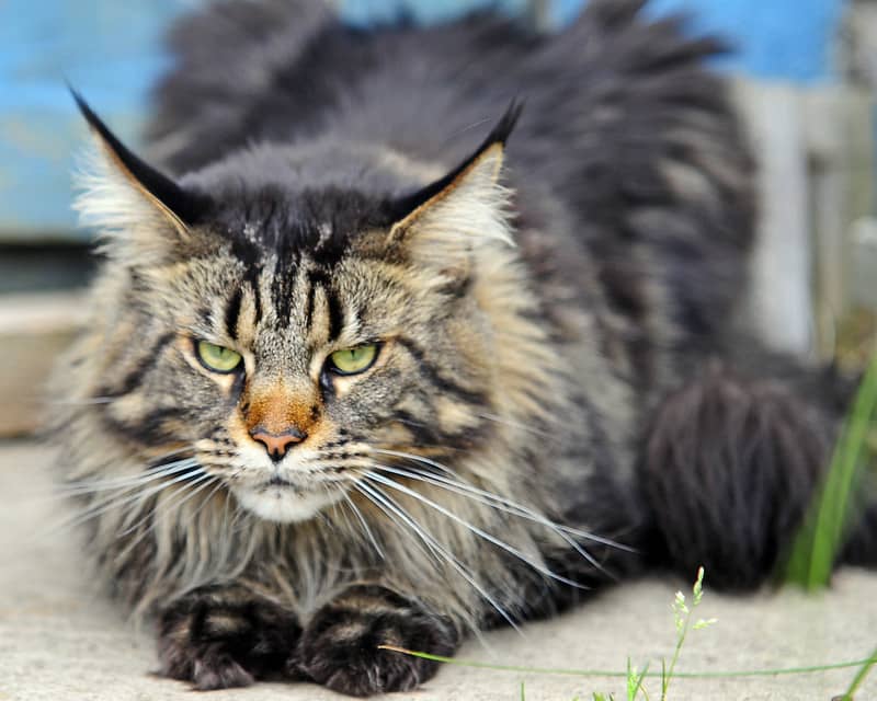 Maine Coon