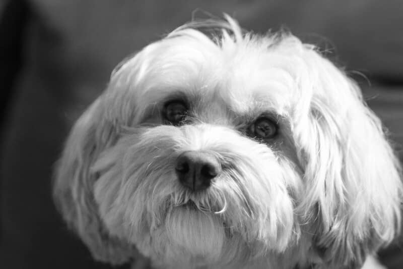 Maltese Terrier