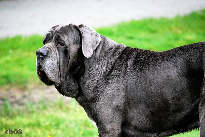 Neapolitan Mastiff