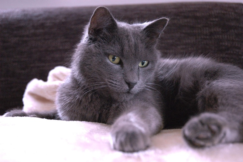 Nebelung Kedisi