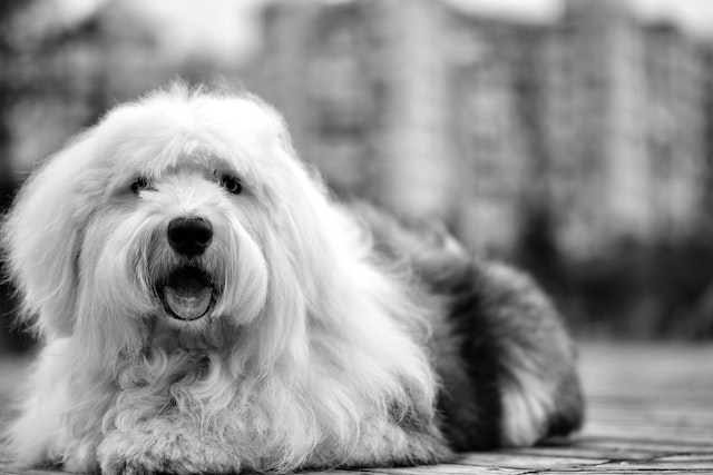 Old English Sheepdog