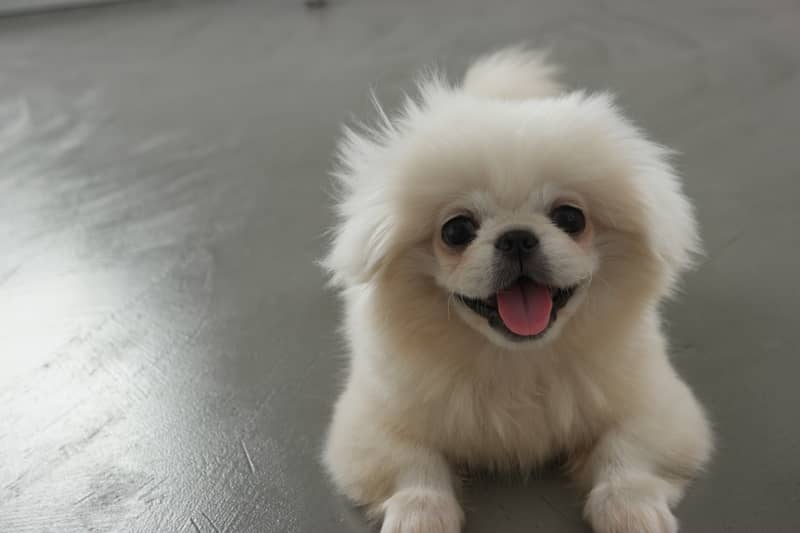 Pekingese