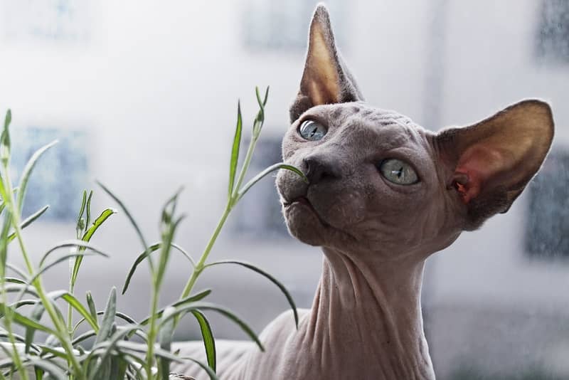 Peterbald Kedisi