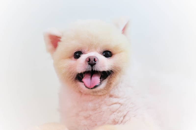 Pomeranian