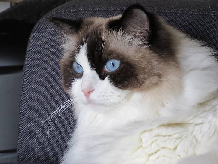 Ragdoll Kedisi